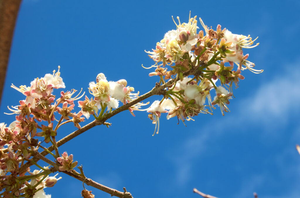 Hiptage benghalensis - Maurice