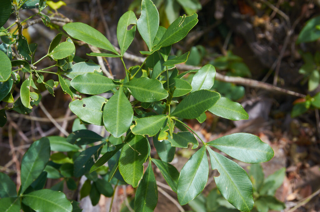 Vepris lanceolata - Maurice