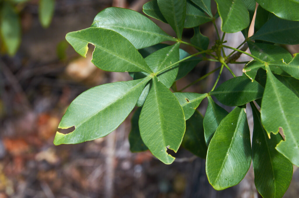 Vepris lanceolata - Maurice