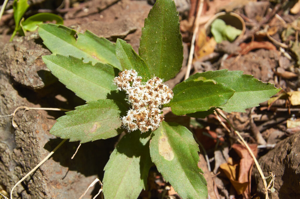 Psiadia lithospermifolia - Maurice