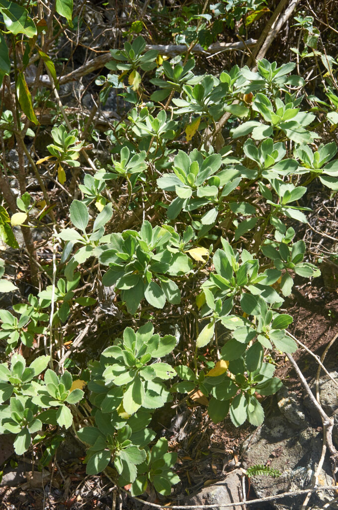 Psiadia lithospermifolia - Maurice