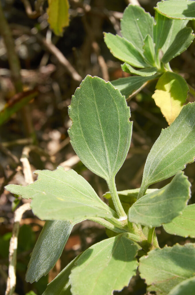 Psiadia lithospermifolia - Maurice
