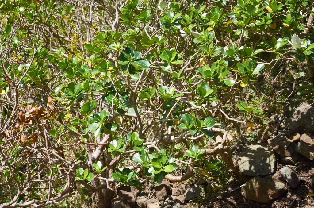 Stillingia lineata - Maurice
