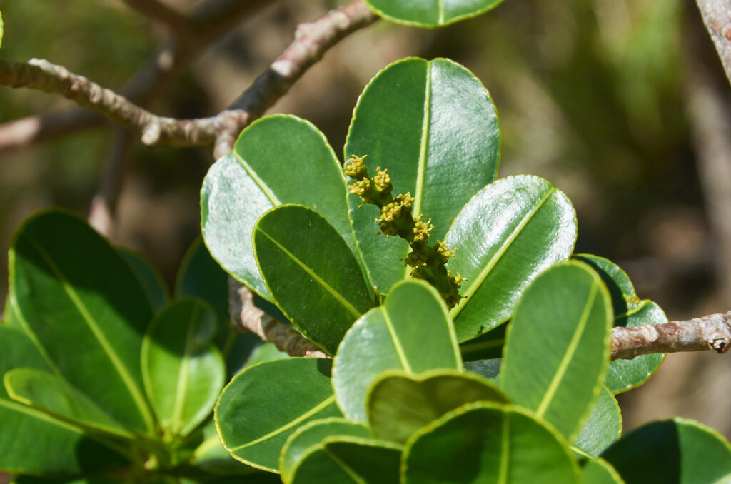 Stillingia lineata - Maurice