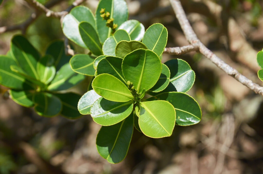 Stillingia lineata - Maurice