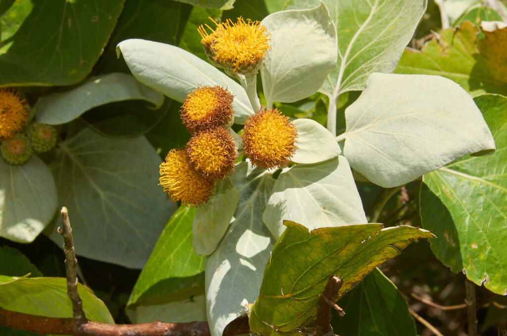 Distephanus populifolius - Maurice