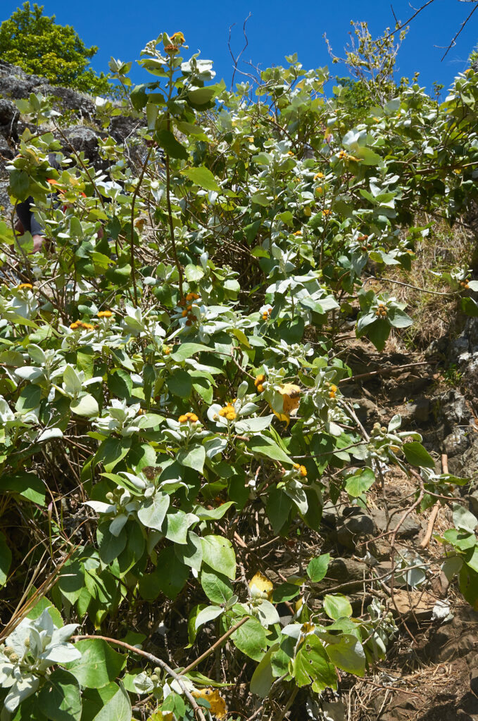 Distephanus populifolius - Maurice