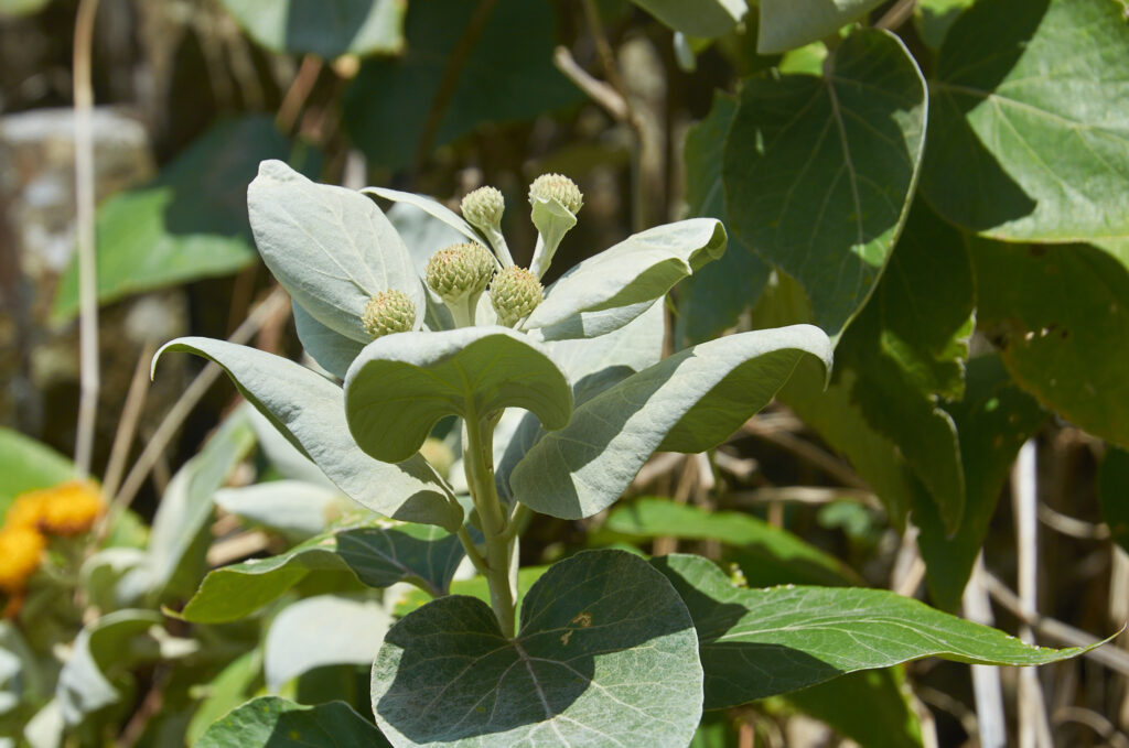 Distephanus populifolius - Maurice