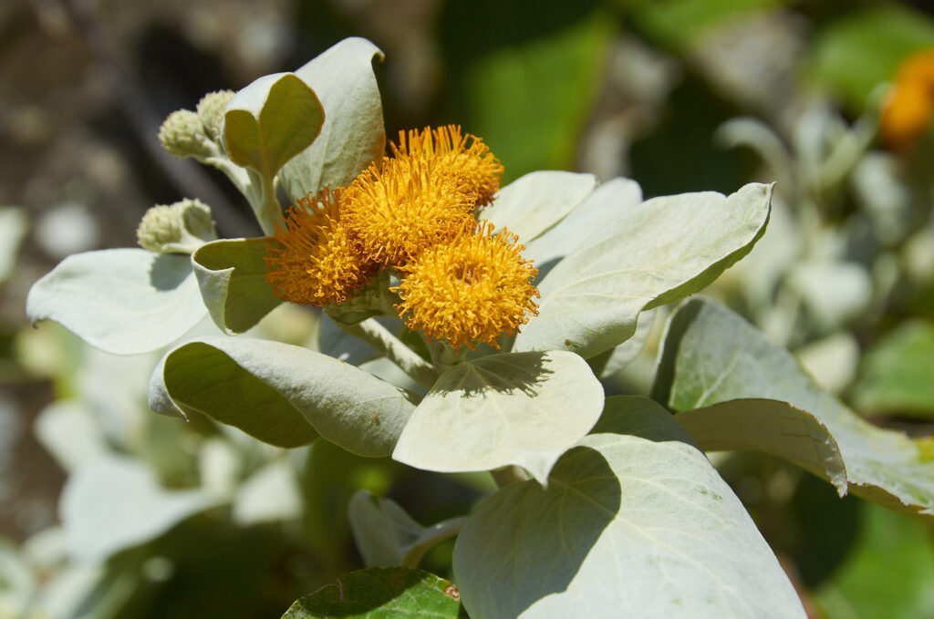 Distephanus populifolius - Maurice