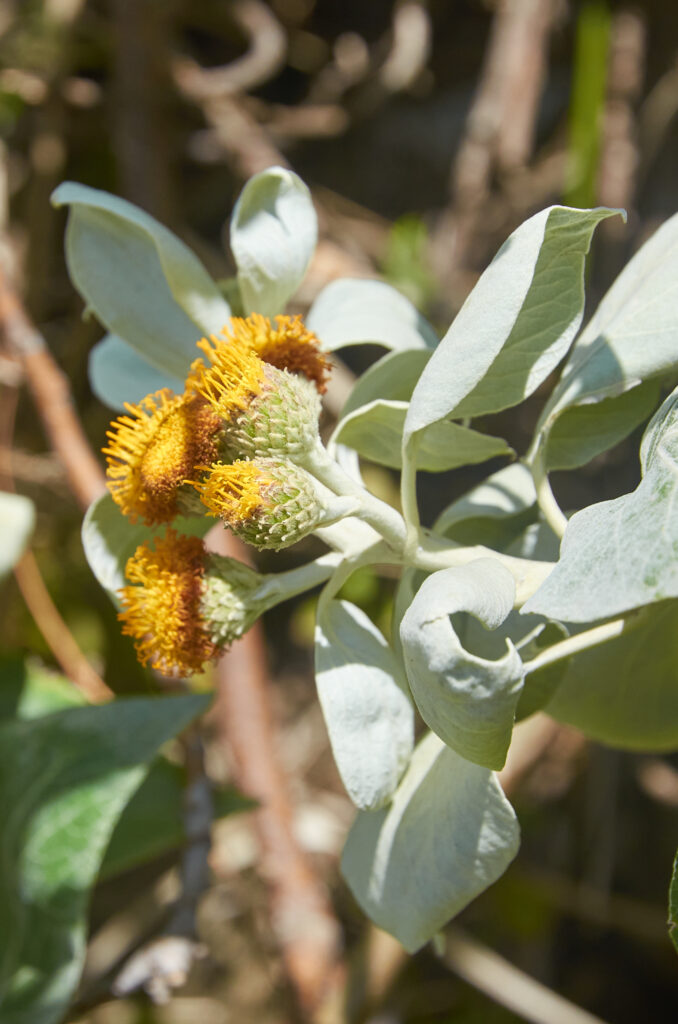 Distephanus populifolius - Maurice
