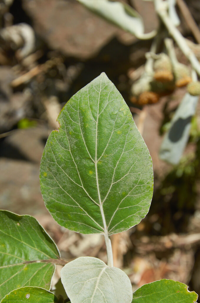 Distephanus populifolius - Maurice