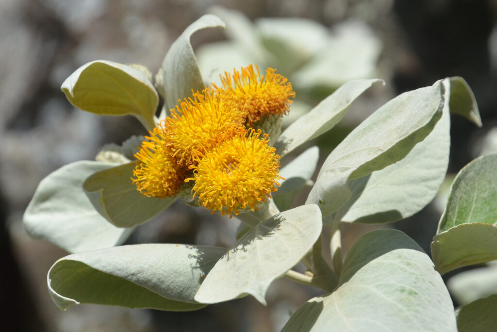 Distephanus populifolius - Maurice