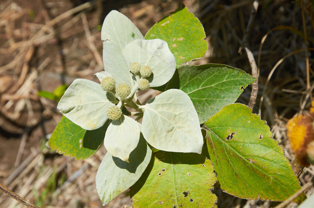 Distephanus populifolius - Maurice