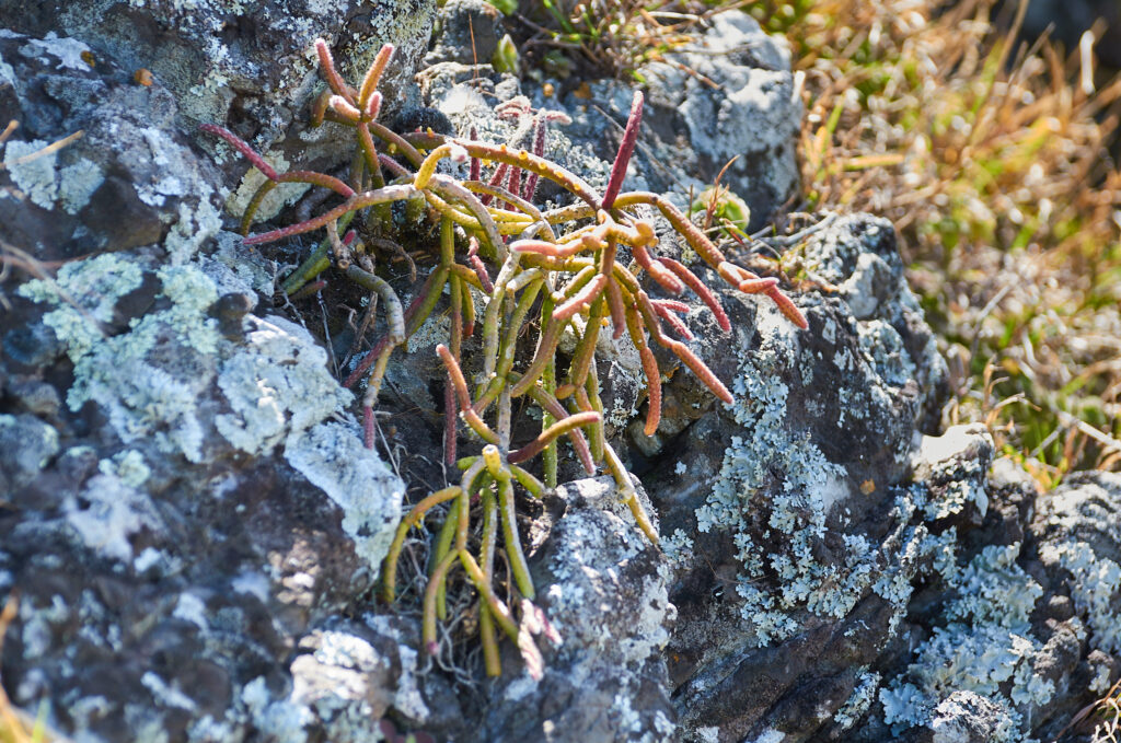 Rhipsalis baccifera - Maurice