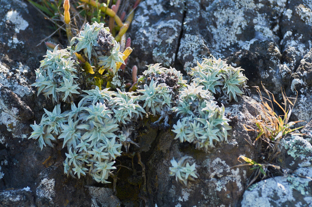 Helichrysum mauritianum - Maurice