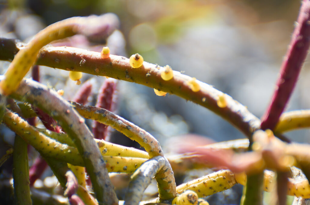 Rhipsalis baccifera - Maurice