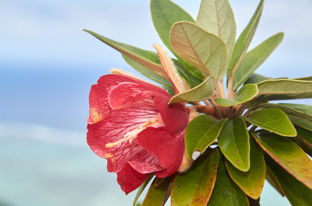 Ruizia boutoniana - Maurice