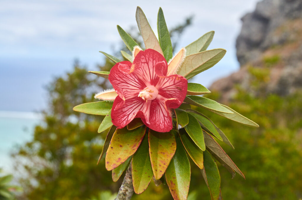 Ruizia boutoniana - Maurice