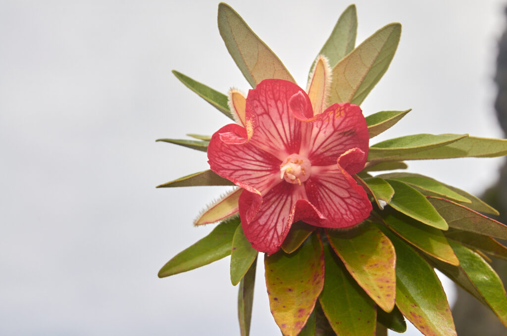Ruizia boutoniana - Maurice