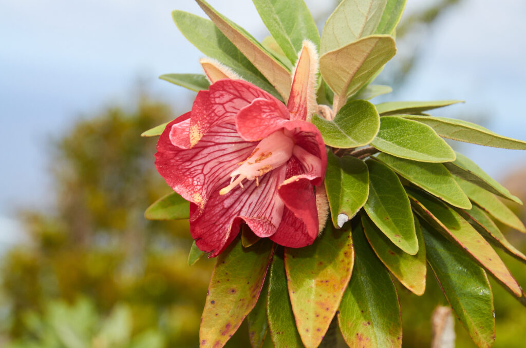 Ruizia boutoniana - Maurice