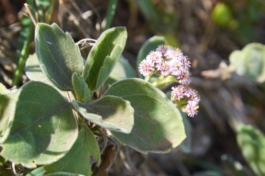 Psiadia lithospermifolia - Maurice