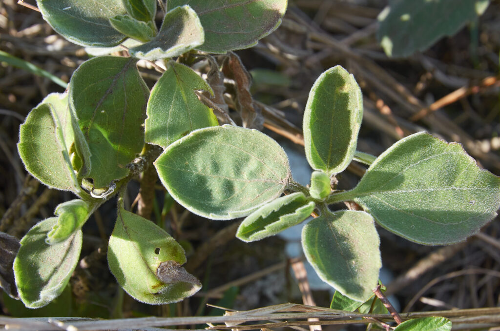 Psiadia lithospermifolia - Maurice