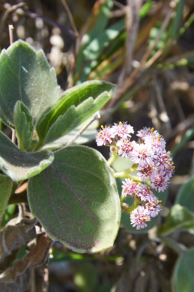 Psiadia lithospermifolia - Maurice