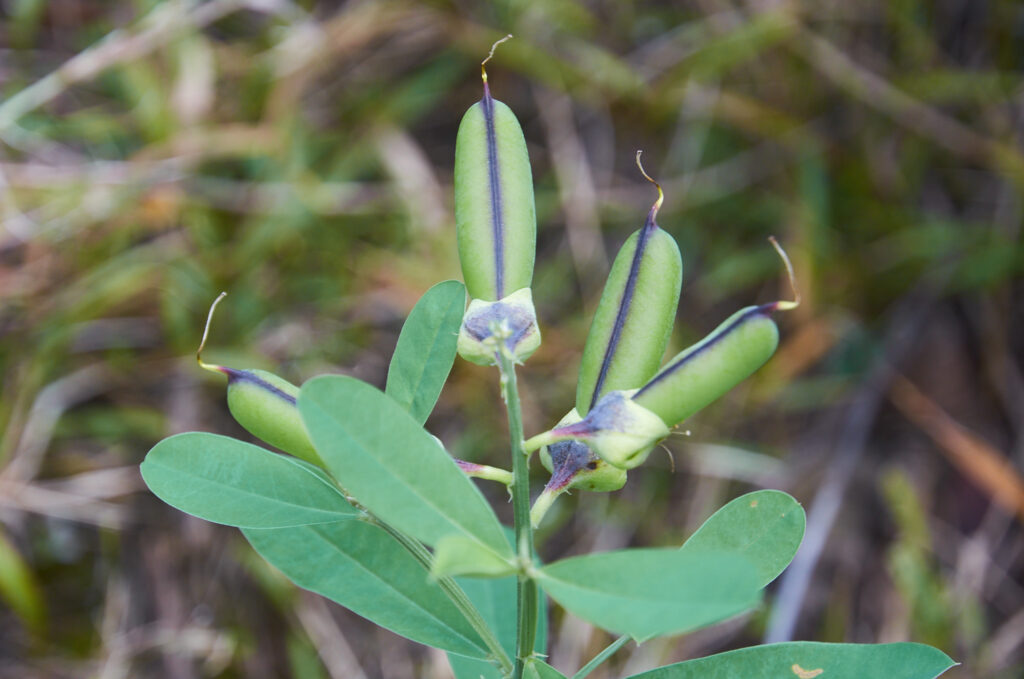 Crotalaria retusa - Maurice