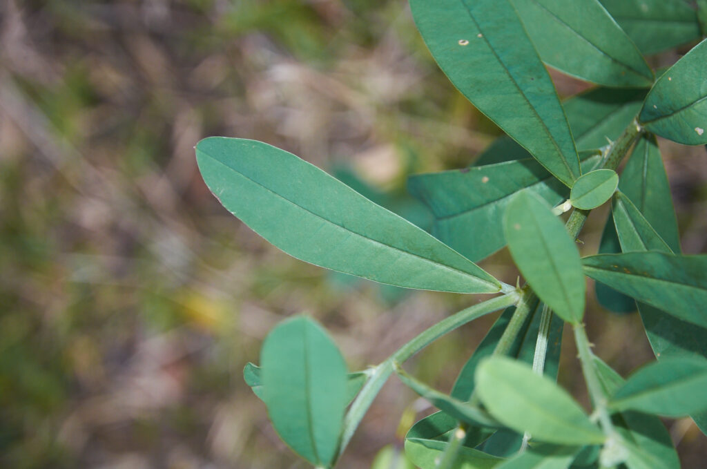 Crotalaria retusa - Maurice