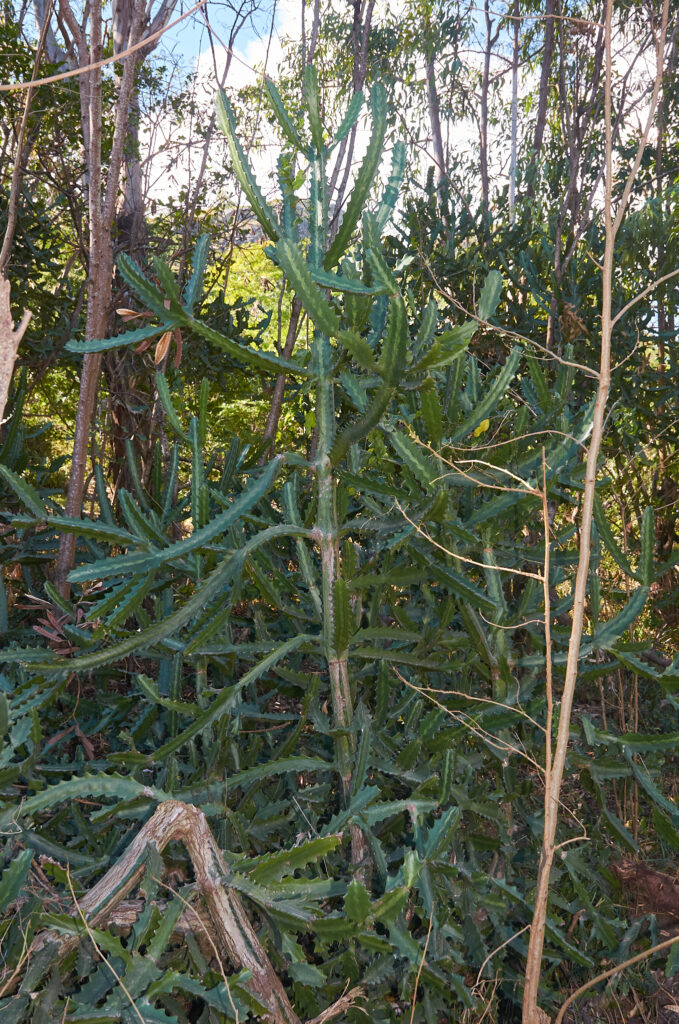 Euphorbia lactea - Maurice