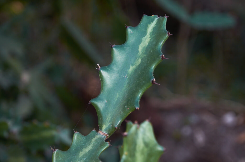 Euphorbia lactea - Maurice