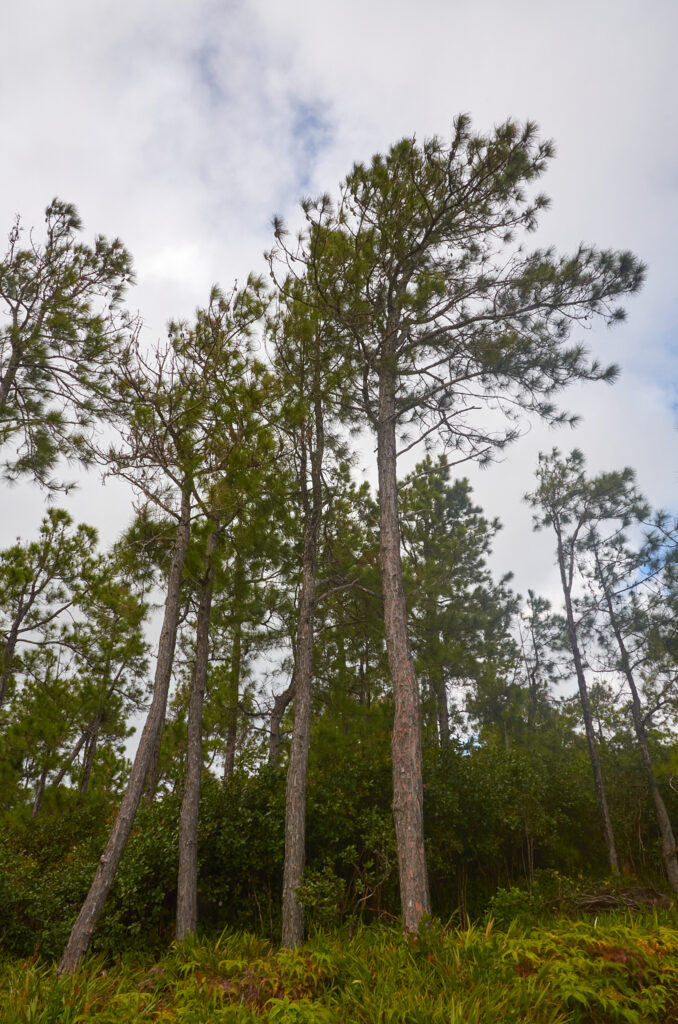 Pinus elliottii - Maurice