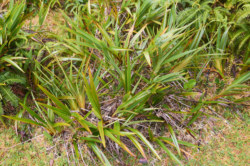Dianella ensifolia - Maurice