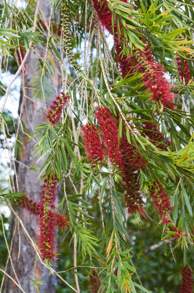 Melaleuca citrina - Maurice