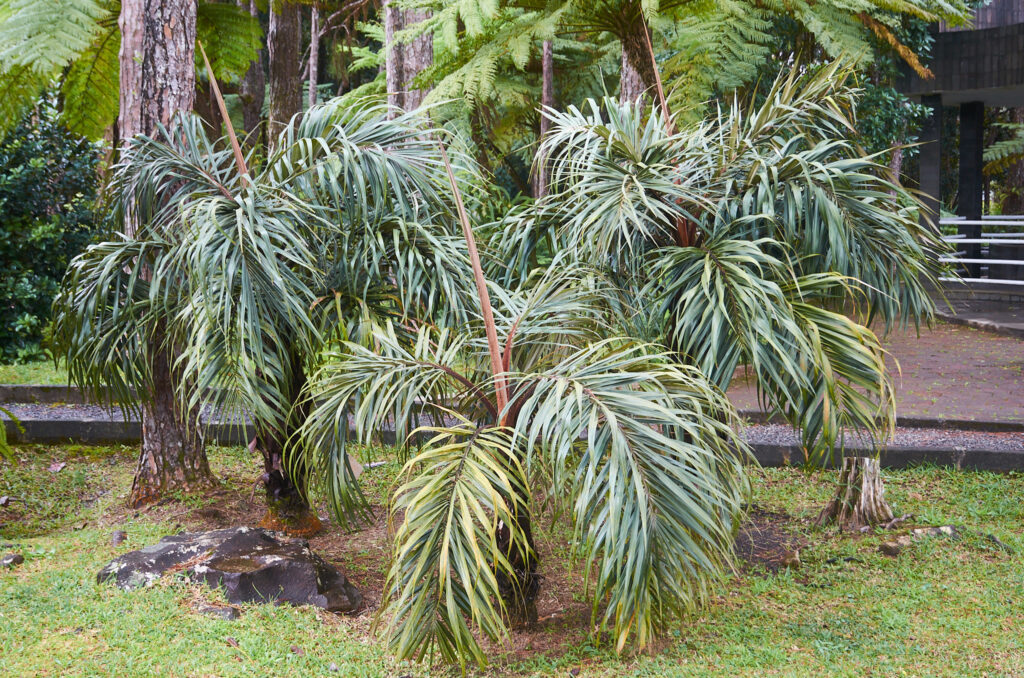 Tectiphiala ferox - Maurice