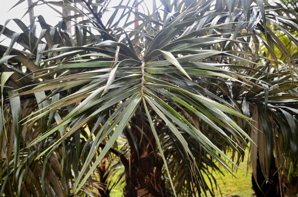 Tectiphiala ferox - Maurice