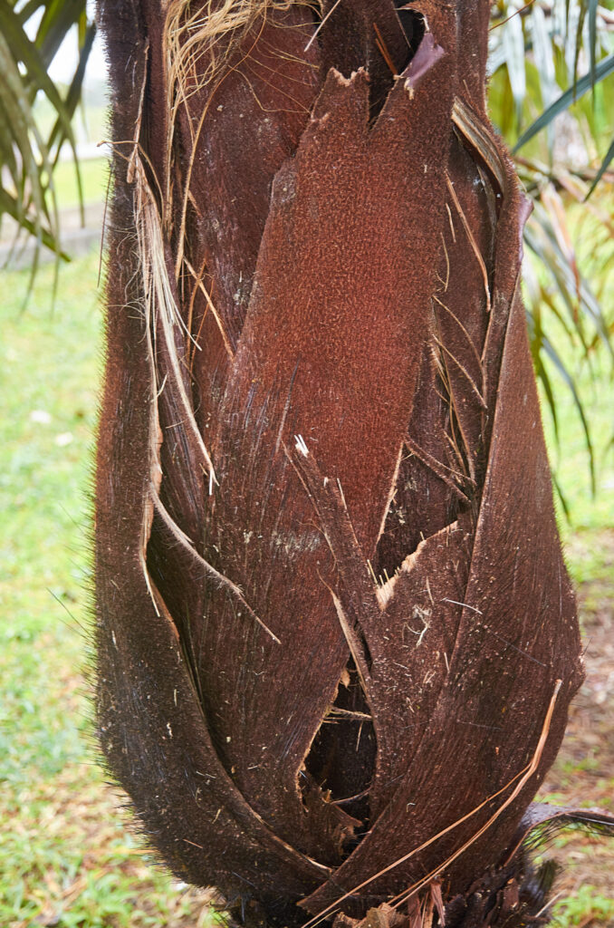 Tectiphiala ferox - Maurice