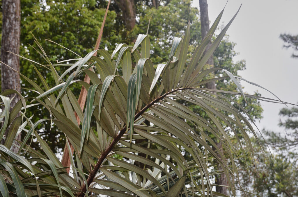 Tectiphiala ferox - Maurice