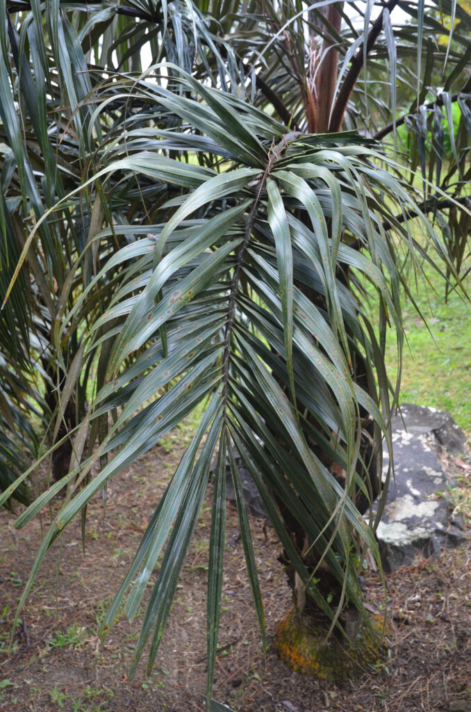 Tectiphiala ferox - Maurice