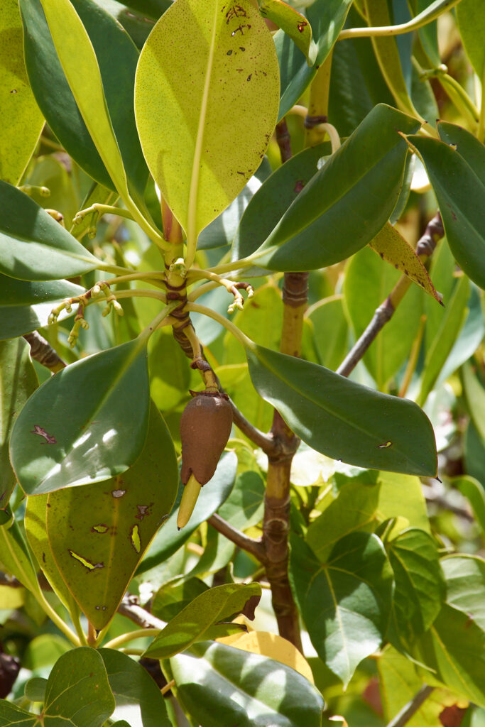 Rhizophora mucronata - Maurice