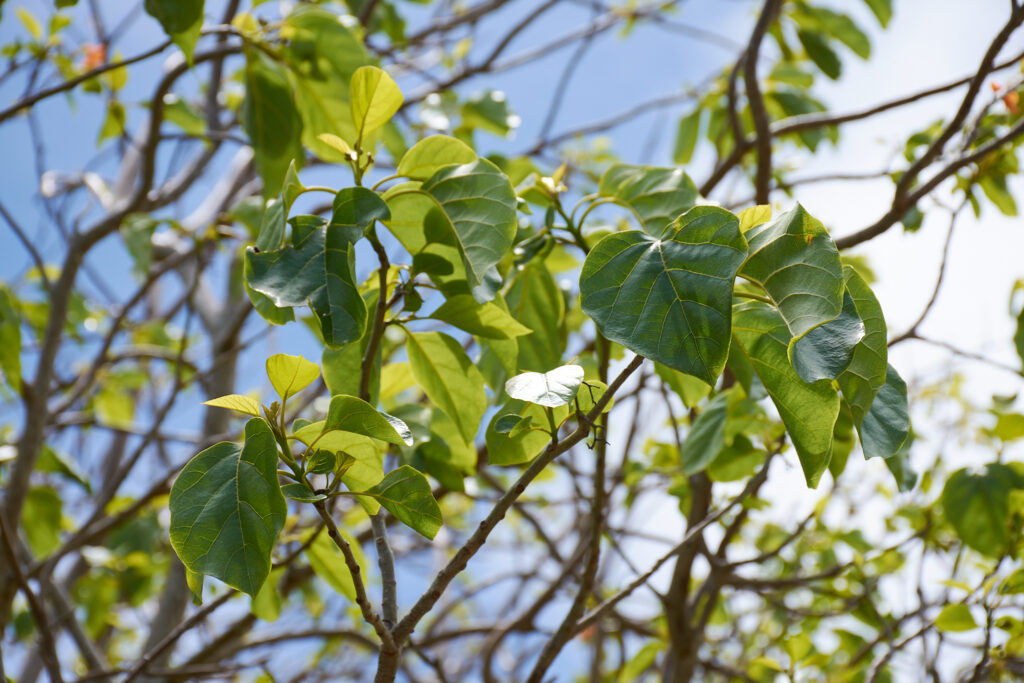 Cordia subcordata - Maurice