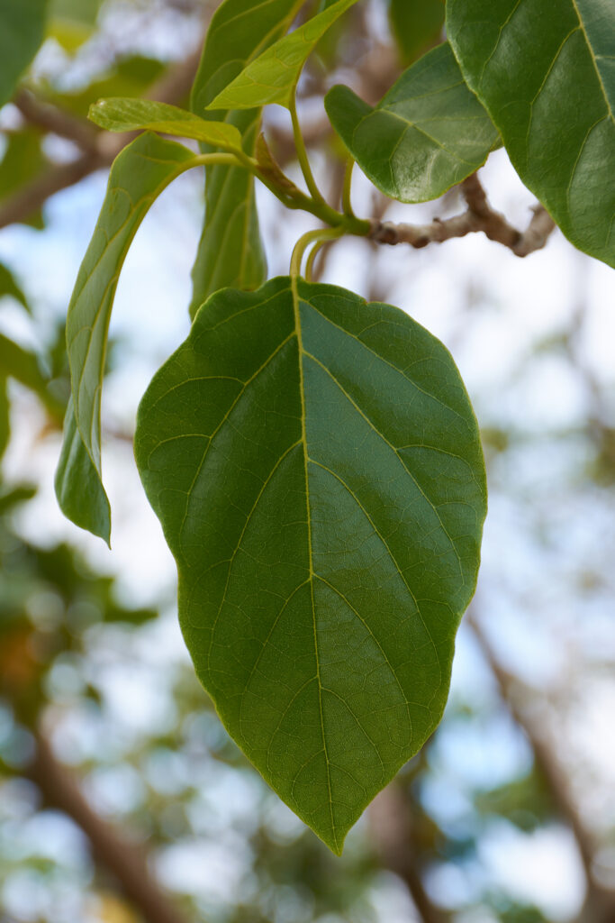 Cordia subcordata - Maurice