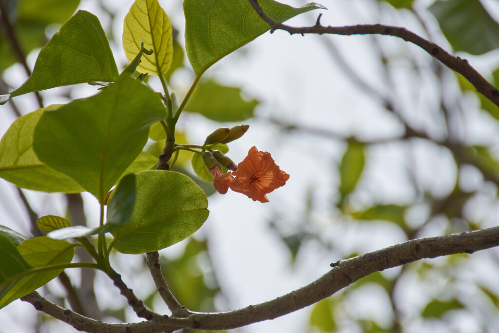 Cordia subcordata - Maurice