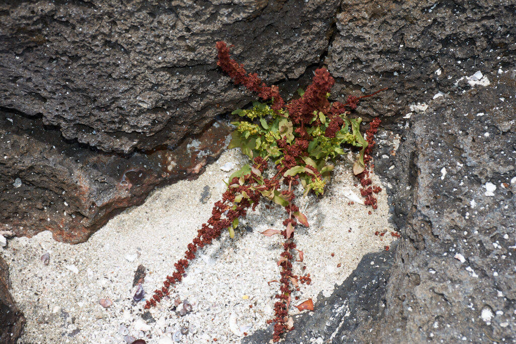 Rumex obovatus - Maurice