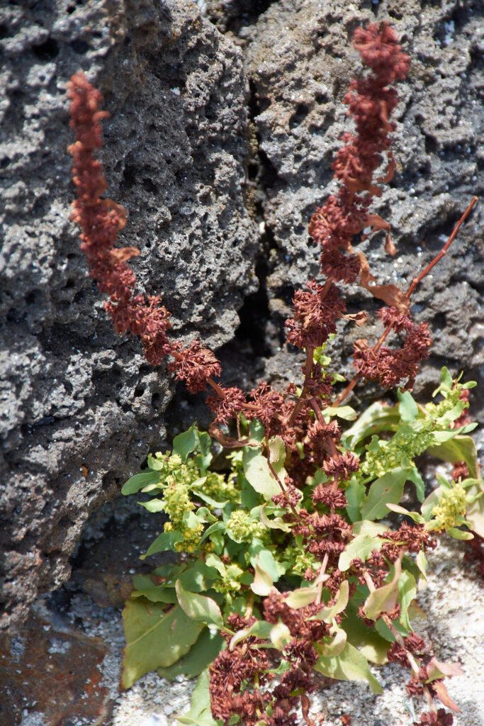 Rumex obovatus - Maurice