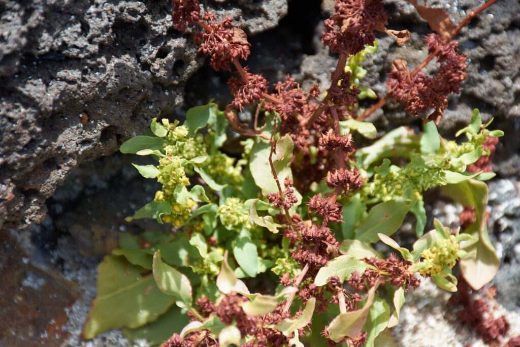 Rumex obovatus - Maurice