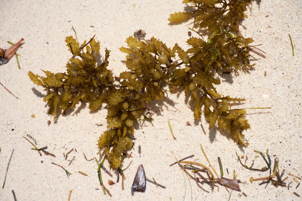 Sargassum Ilicifolium - Maurice