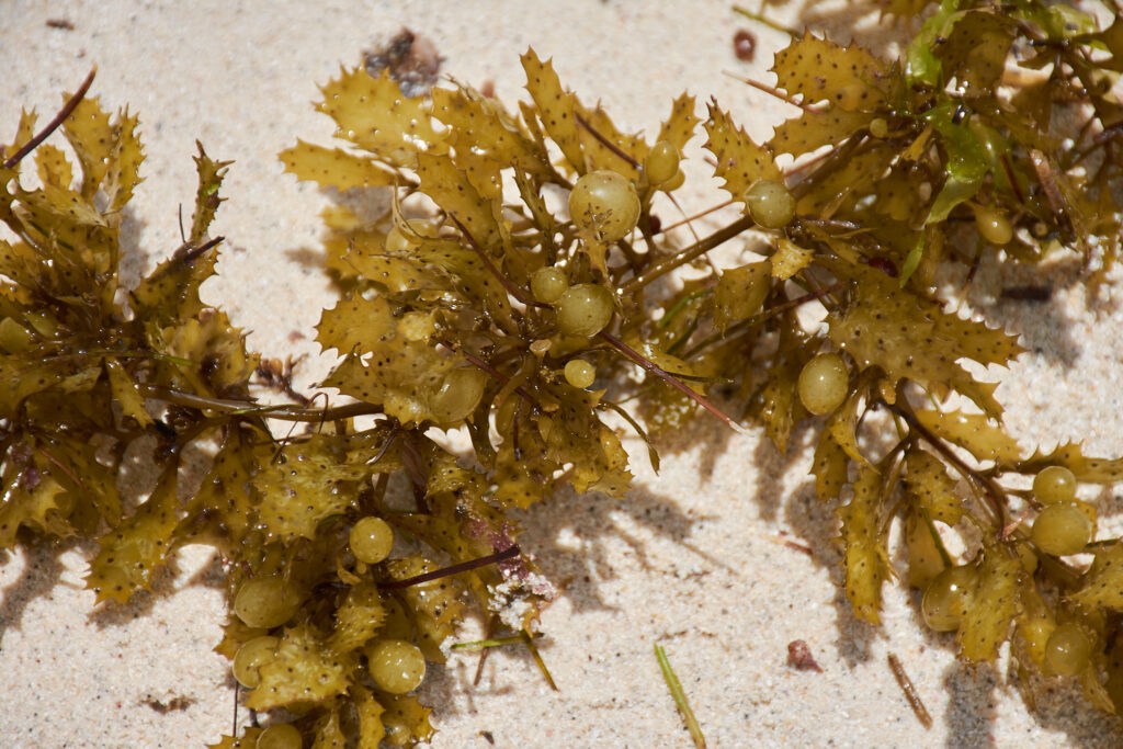 Sargassum Ilicifolium - Maurice