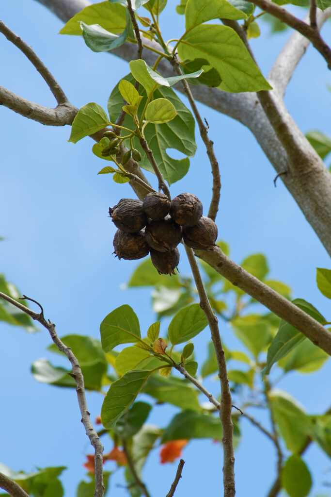 Cordia subcordata - Maurice