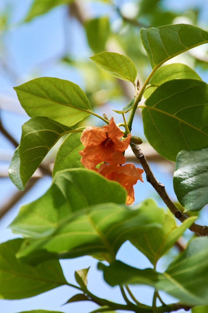 Cordia subcordata - Maurice